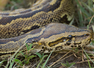 python